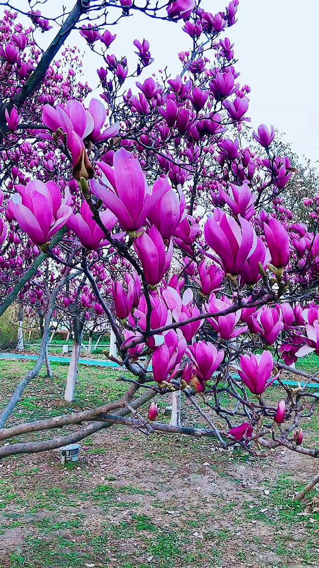 紫玉兰花开视频