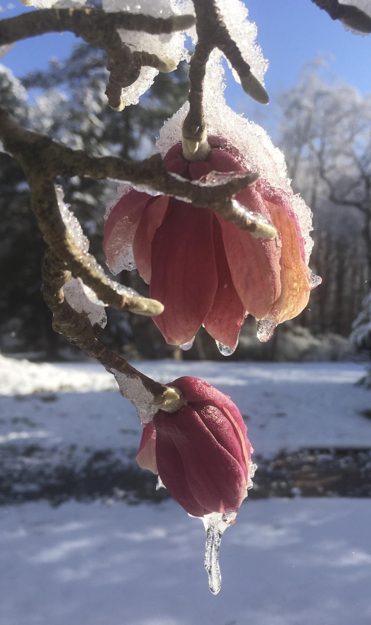 雪中玉兰花盛开