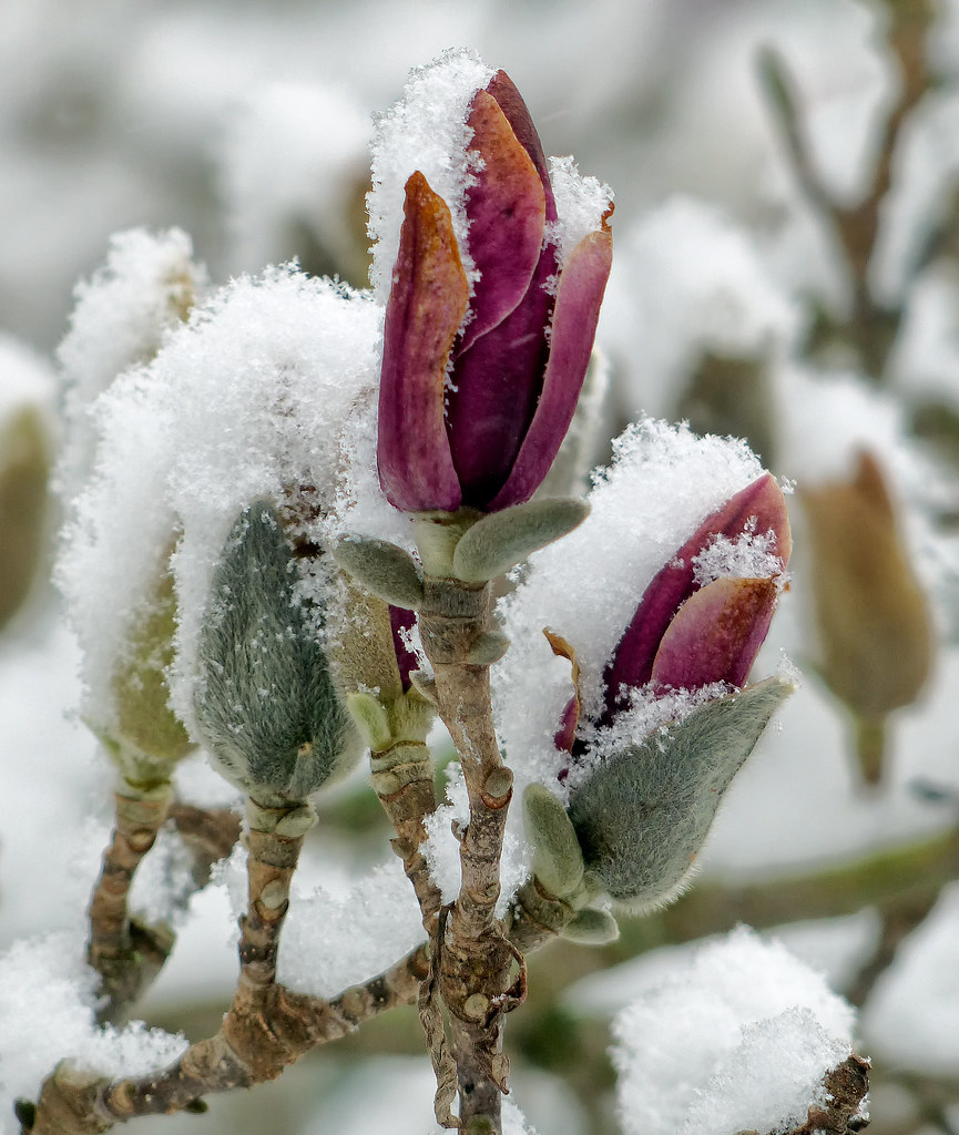 雪中玉兰花盛开