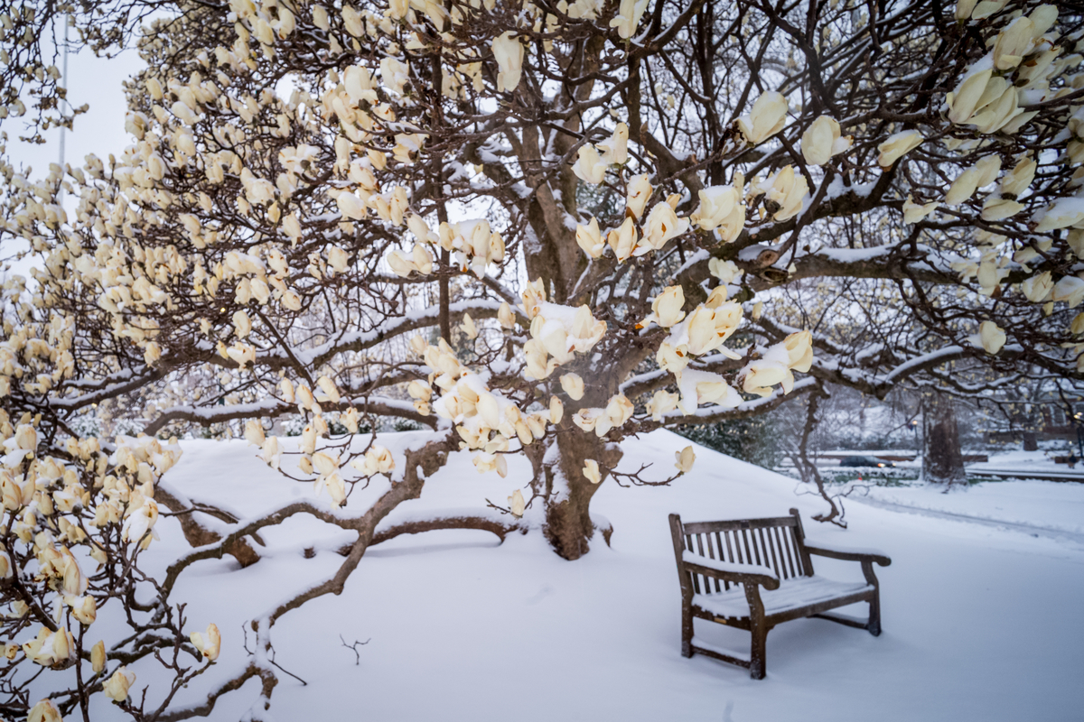 雪中玉兰花盛开