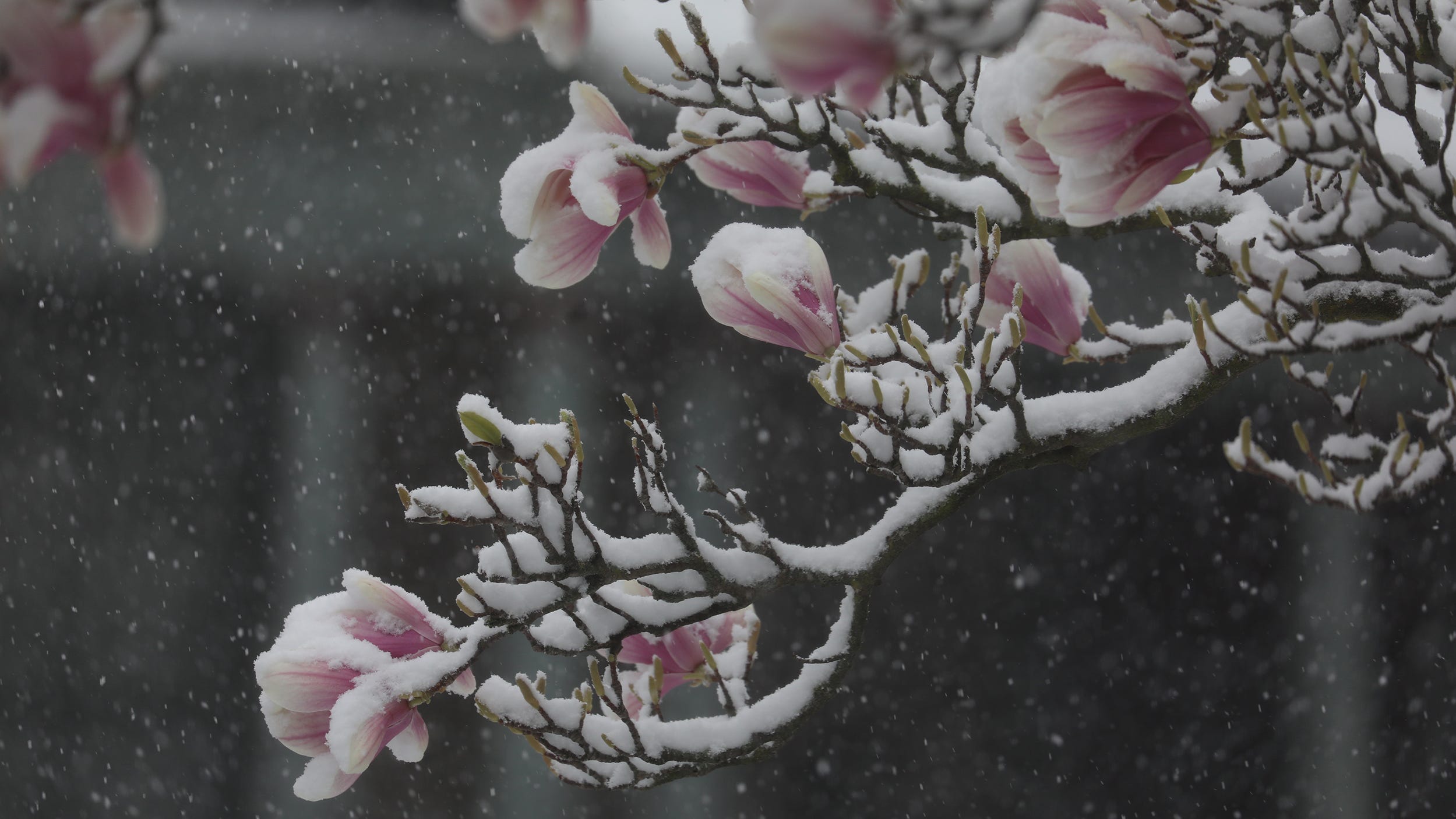 雪中玉兰花盛开