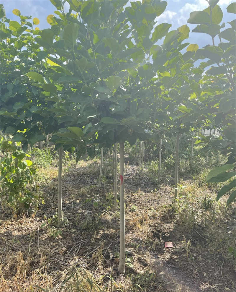 玉兰花树七月生长状态