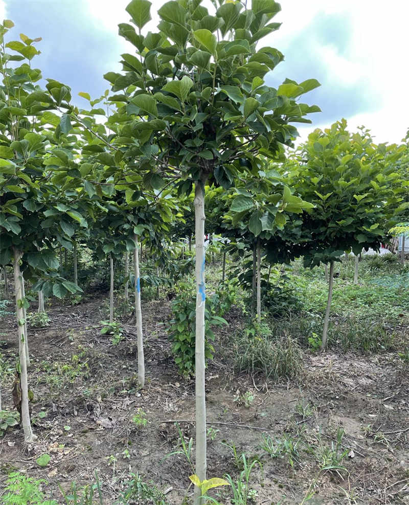 玉兰花树七月生长状态