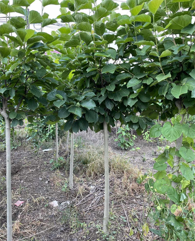 玉兰花树七月生长状态