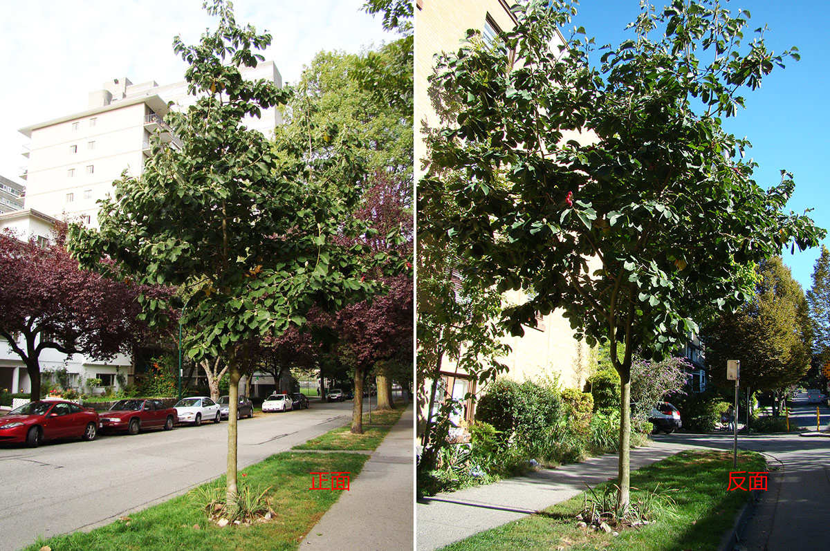 玉兰花种植效果，行道树开花案例展示