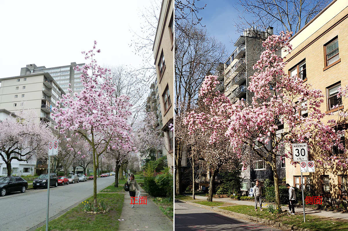 玉兰花种植效果，行道树开花案例展示