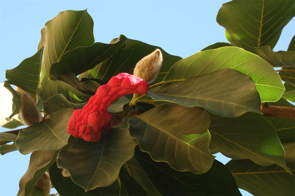玉兰花红色果实