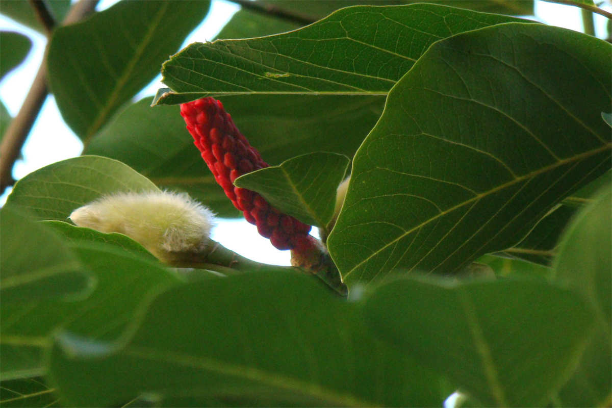 玉兰花红色果实