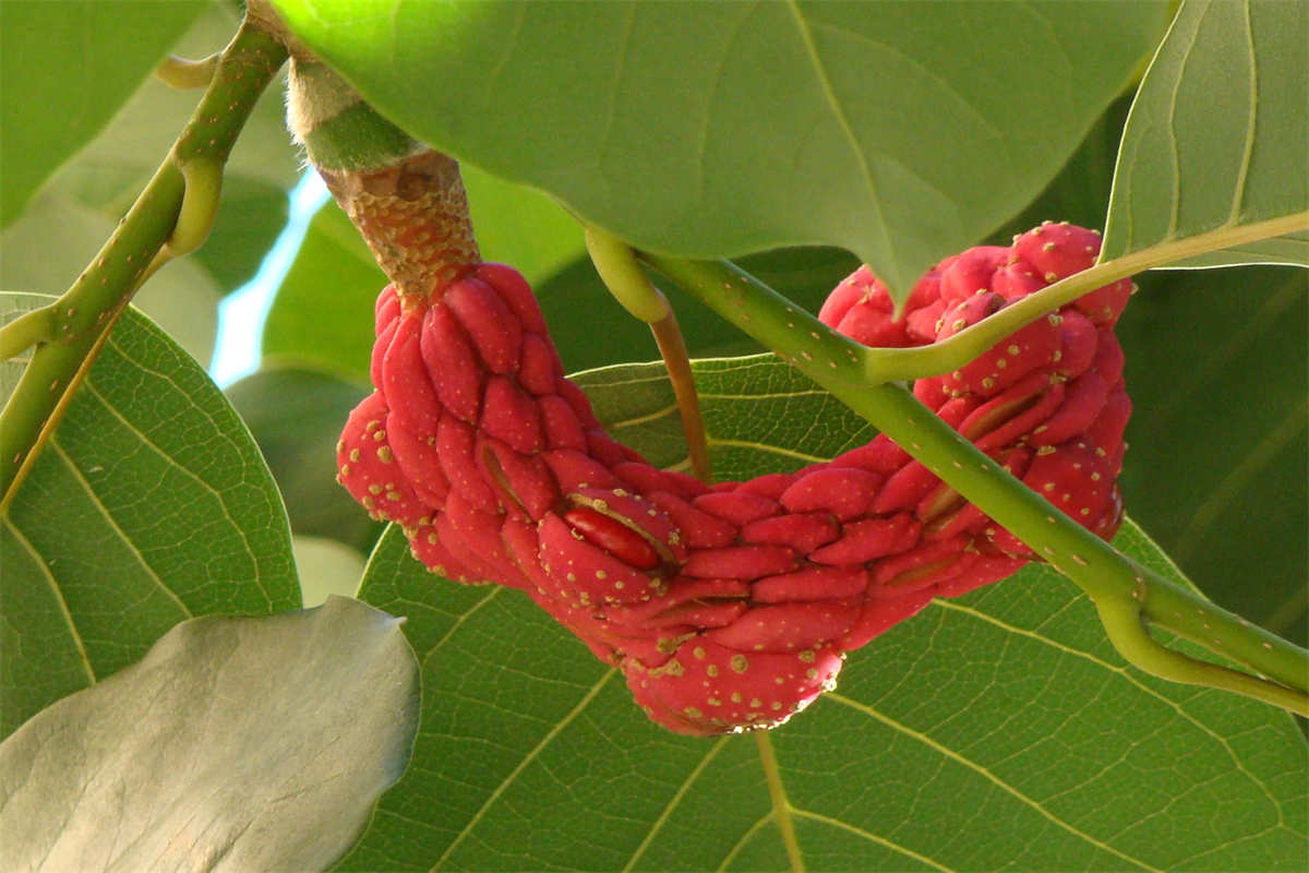 玉兰花红色果实