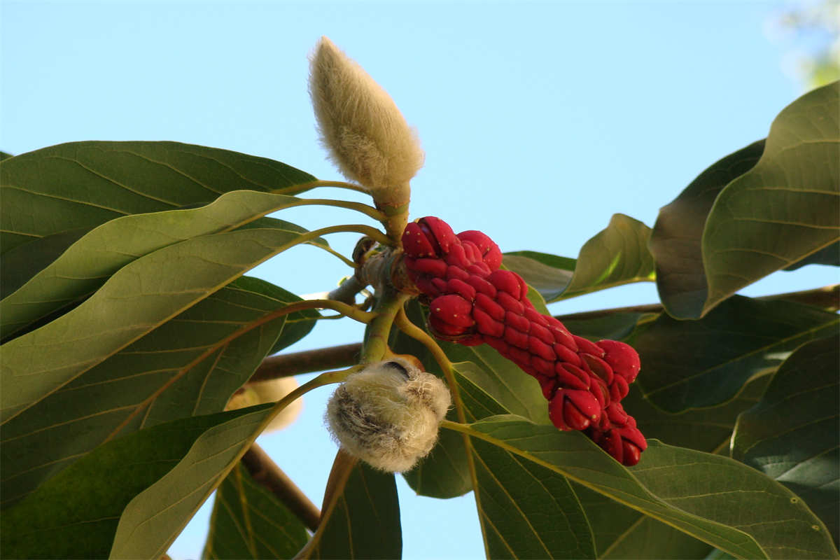 玉兰花红色果实