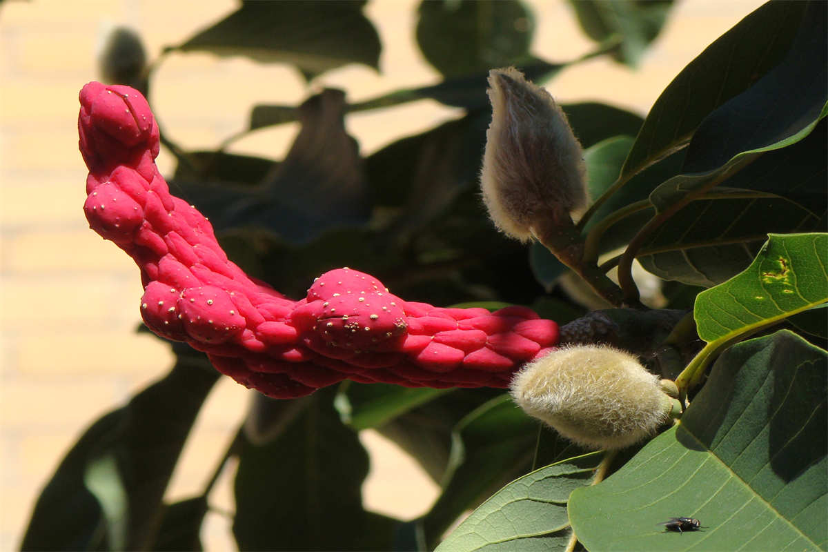 玉兰花红色果实