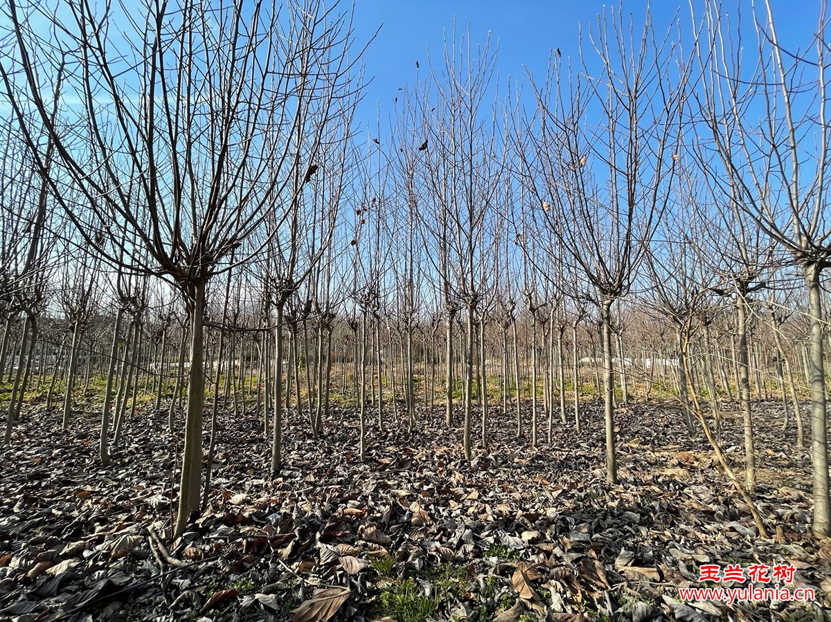 落叶的玉兰树