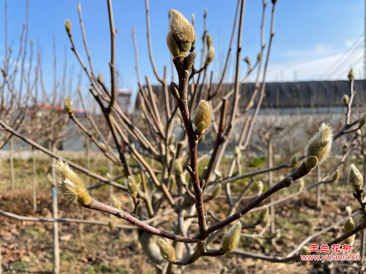 玉兰花苞（花骨朵）
