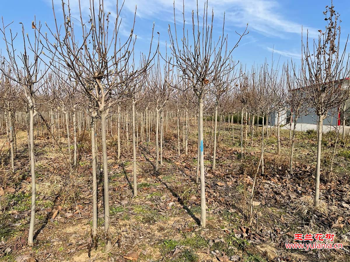 冬季玉兰树苗状态