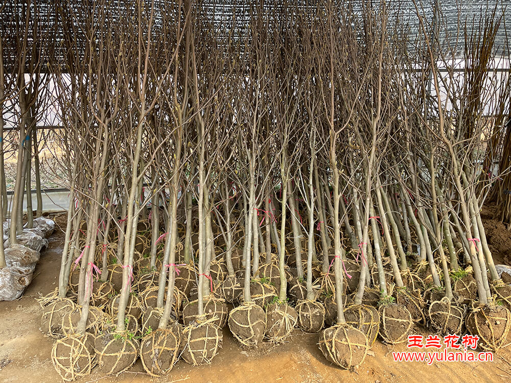 2-3公分玉兰树苗实拍图片