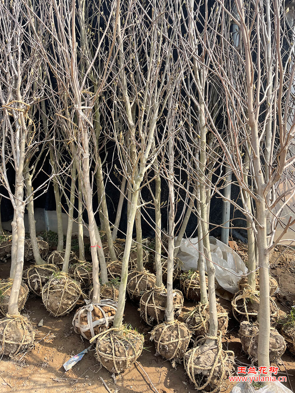 4公分玉兰树苗实拍图片