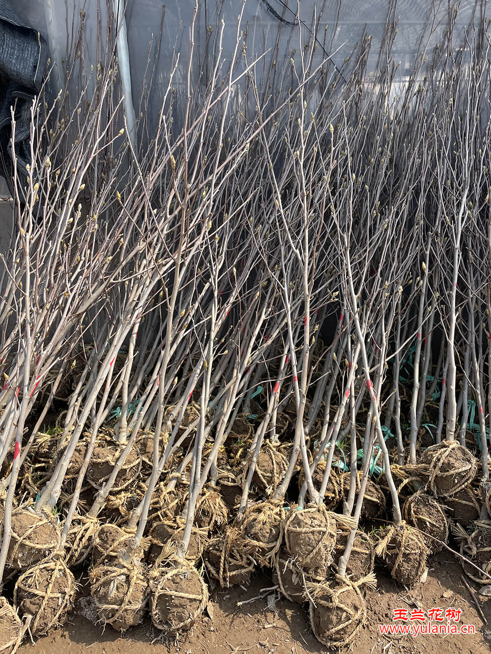 2公分玉兰树苗实拍图片