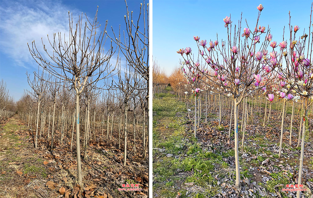 开花前和开花后对比