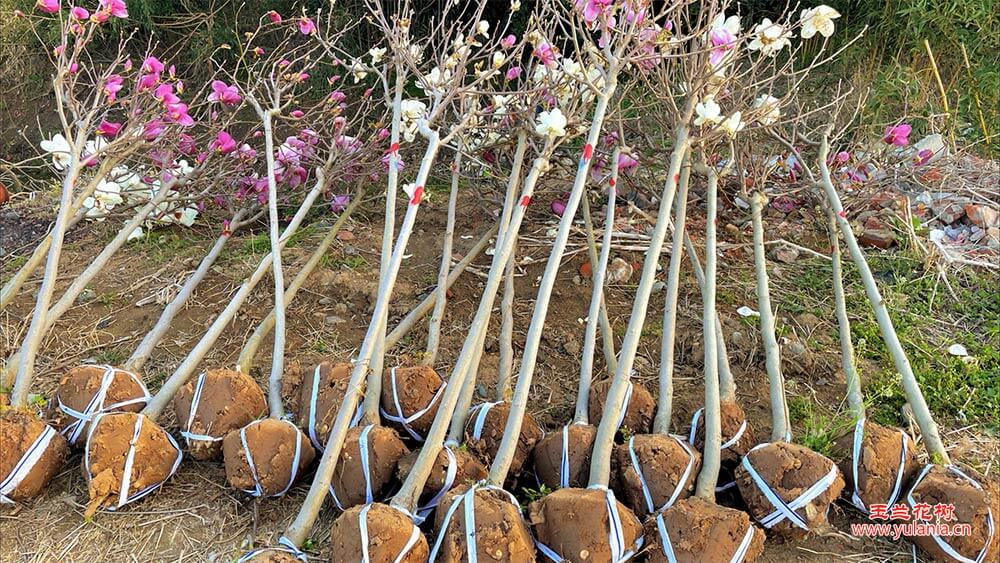 挖玉兰树苗