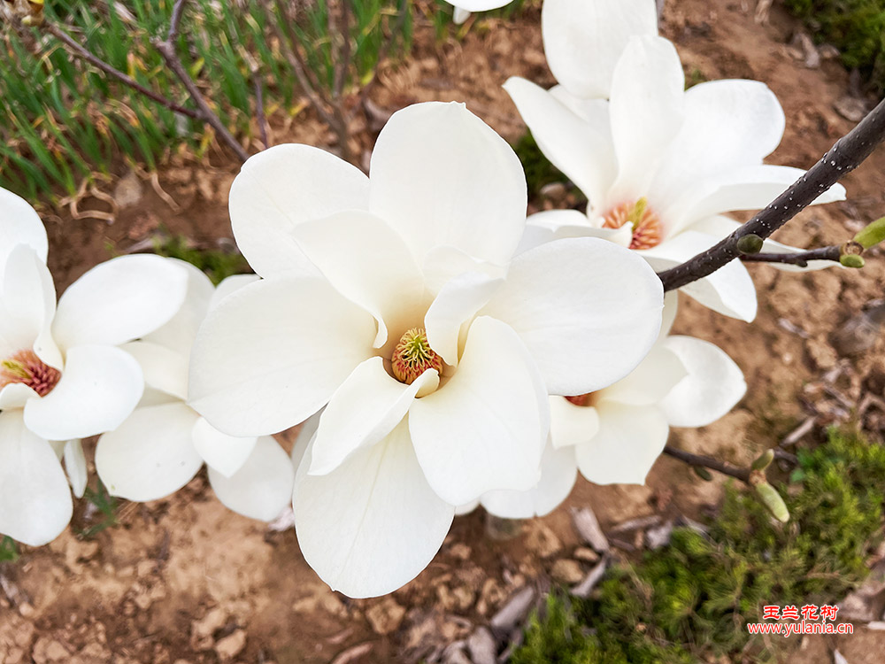白色花朵细节特写