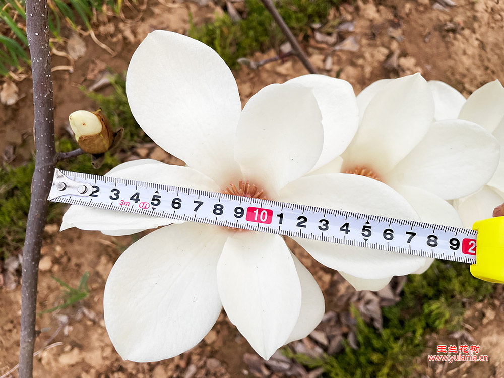 白色花朵细节特写